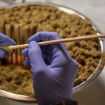 marijuanna flower in maryland olling weed