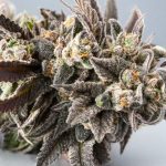 Girl Scout Cookies Strain