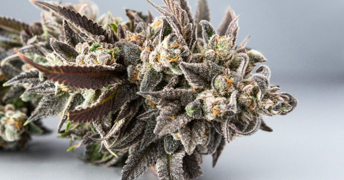 Girl Scout Cookies Strain