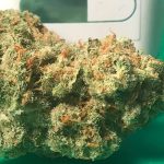 Jack Herer Strain