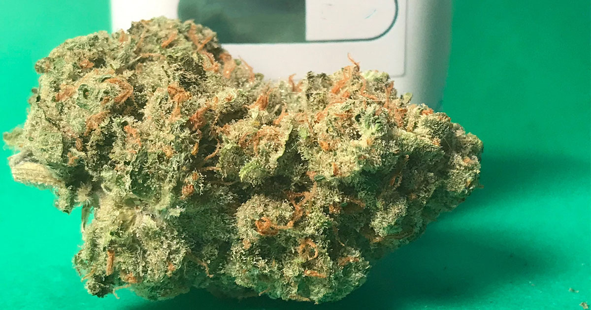 Jack Herer Strain
