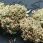 The Lilac Diesel Strain A Perfectly Balanced Strain for a Perfectly Balanced Day