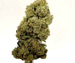 (TS) Lemon Cherry Runtz