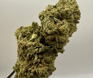 (TS) Lemon Cherry Gelato 33