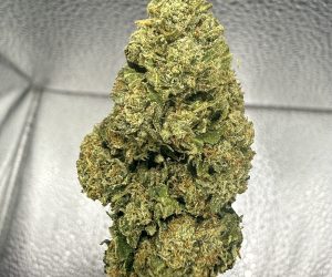 (TS) Gelato 41