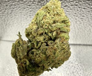 (TS) Lemon Cherry Gelto #9