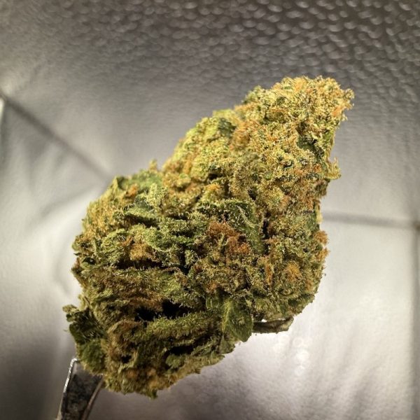 (TS) Yoda’s Gift